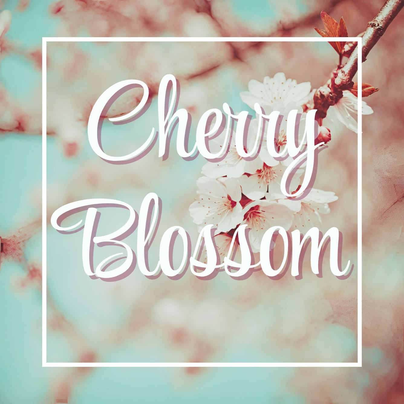 Cherry Blossom