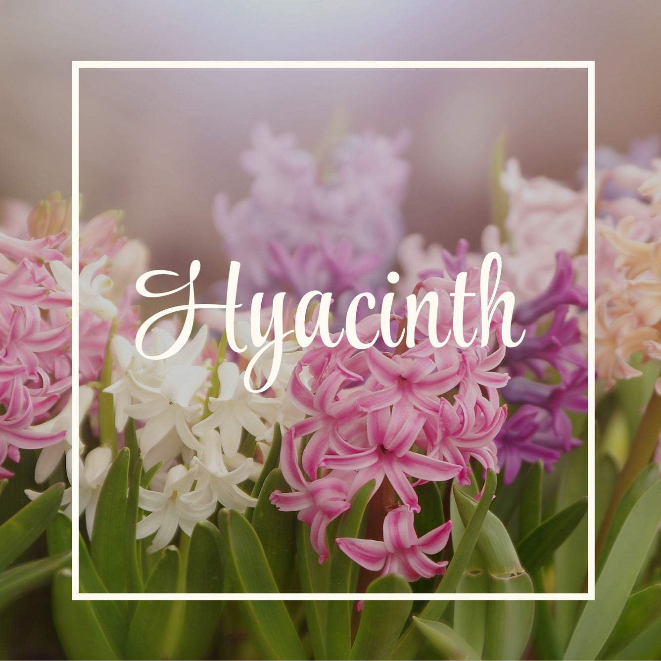 Hyacinth