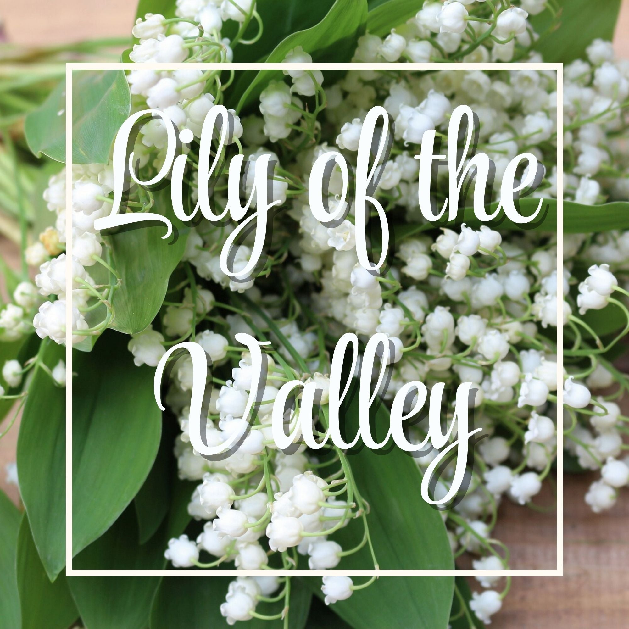 Lily of the Valley – The Columbia Fragrance Co. Lily of the Valley – The Columbia Fragrance Co.