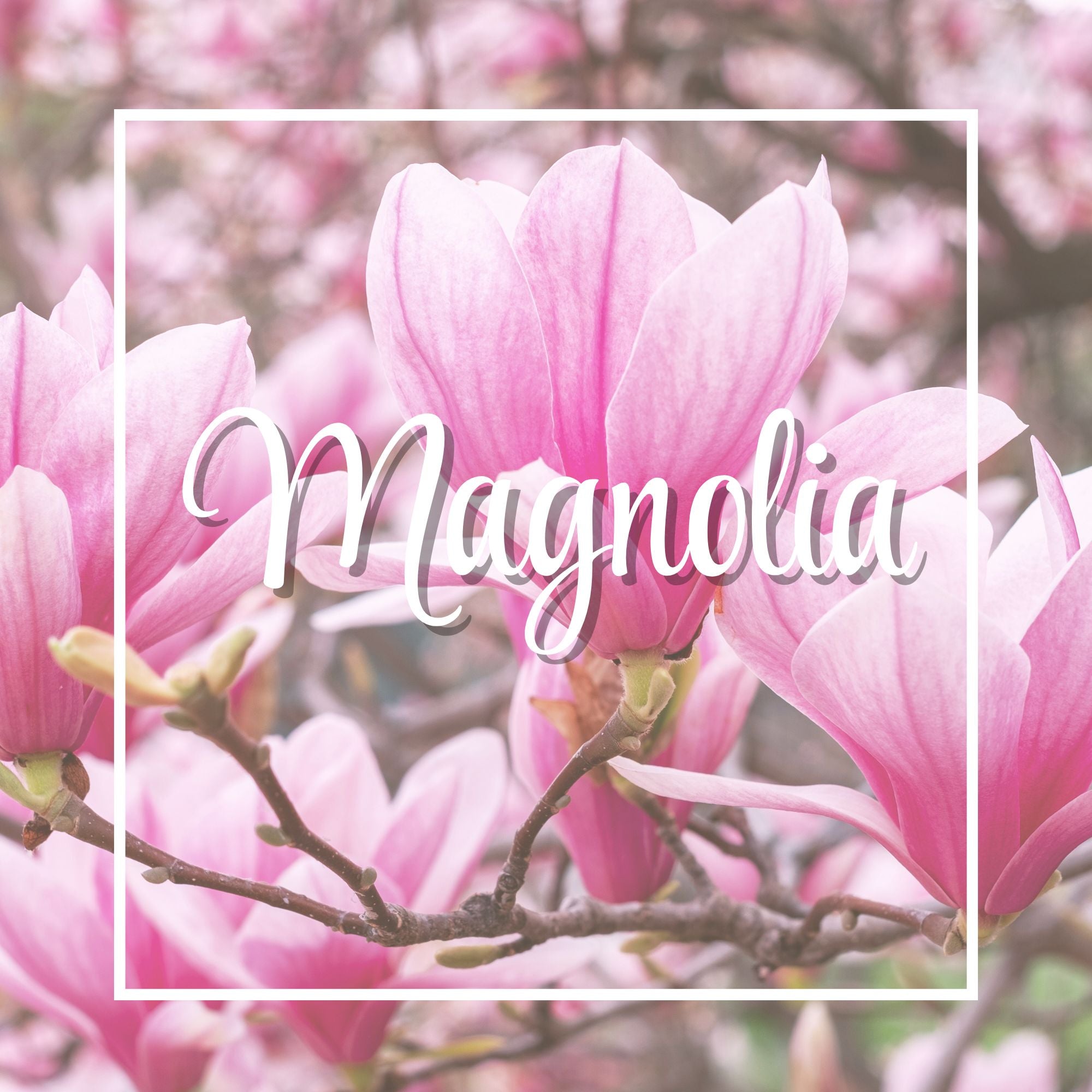 ノルコーポレーション　John's Blend MAGNOLIA Magnolia – The Columbia Fragrance Co.