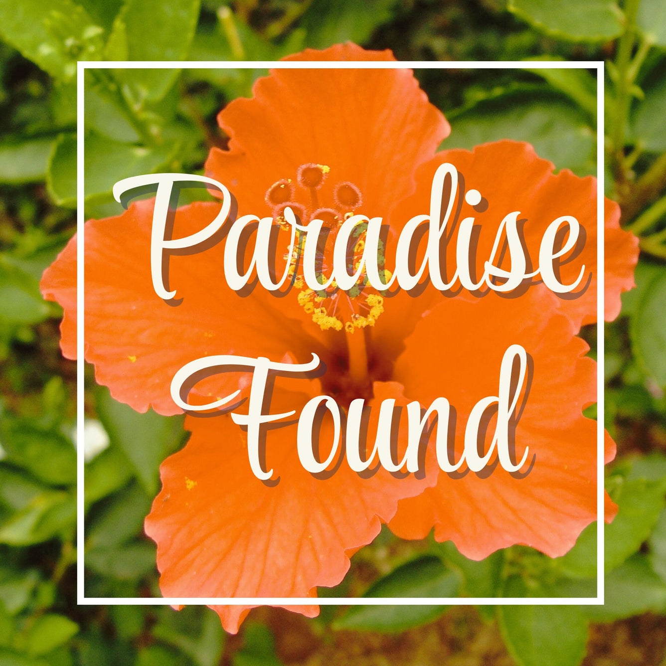 Paradise Found - a magical, tropical hotel scent – The Columbia ...
